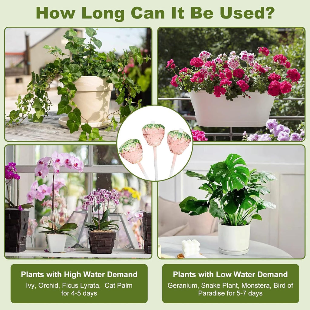 Strawberry Plant Watering Globes